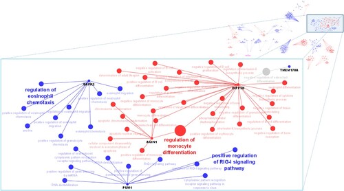 Figure 3. Functional networks between genes and biological processes associated with tick resistance in cattle. Main interaction networks between biological processes and genes (nodes) are shown in zoom. Blue nodes are associated with group 2 and red nodes are associated with group 1. Grey node represents process shared between the genes of the two groups. The size of the node characterizes the enrichment of the process according to ClueGO Cytoscape plug-in (Bindea et al. Citation2009). The terms that are most enriched by subnet are in bold.