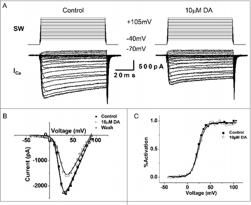 Figure 5. DA inhibits ICa in VD4 interneurons. A, Whole cell voltage clamp recordings were performed in VD4 interneurons to characterize the effects of DA on ICa. Representative traces of ICa elicited by SW voltage steps in the VD4 before (left) and after (right) DA application. B, Representative IV relationship of peak ICa before and after DA application, and after washout. C, Representative activation curves of ICa before and after DA application.