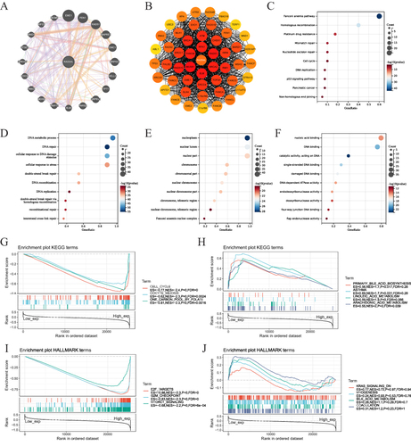 Figure 7 Network and enrichment analyses. (A) The gene-gene interaction network of RAD54L. (B) Protein-protein interaction (PPI) network construction of 50 RAD54L-interacting proteins. (C) KEGG pathway analysis of RAD54L binding and interacting genes. GO enrichment analysis based on three aspects, including BP (D), CC (E), and MF (F). GSEA of pathways enriched in the RAD54L high expression (G) and low expression (H) groups according KEGG references. GSEA of pathways enriched in the RAD54L high expression (I) and low expression (J) groups according HALLMARK references.