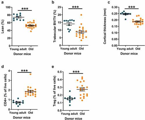 Figure 1. Old donor mice have lower lean mass and bone mass compared with young adult donor mice.