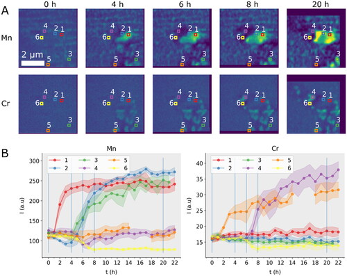 Figure 4. Evolution of Mn and Cr at grain boundary region. (A) Shows the elemental distribution at selected snapshots of heat treatment at 375 °C, for Mn (top row) and Cr (bottom row). (B) shows the Mn and Cr intensity respectively in 6 locations defined by colored squares in (A). Vertical blue lines mark the time snapshots seen in (A). Shaded areas indicate the uncertainty in quantified intensity. Location 5 has a broken line due to this location being outside the imaged region in some frames.