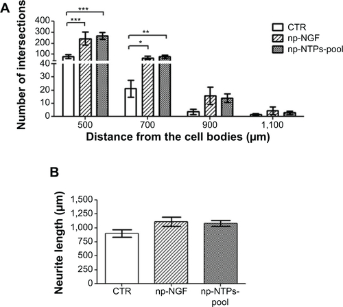 Figure S4 No synergistic effect is induced by supplementing NVR-Gel with a pool of np-NTFs.Notes: (A) Bar graphs depicting the number of neurite intersections (y-axis) with circles drawn at distinct distances (x-axis) from the neonatal DRG drop culture under control conditions or treatment with 50 ng/mL np-NGF or the 50 ng/mL np-NTF pool. No statistically significant difference between the neurite inductive potential of np-NGF and np-NTF pool was detectable (*P≤0.05, **P≤0.01, ***P≤0.001). (B) Bar graph illustrating the mean length ± standard deviation of the ten longest neurites extending from each of the DRG drop cultures. No significant difference was detectable between both treatments.Abbreviations: np, nanoparticle; NTFs, neurotrophic factors; DRG, dorsal root ganglion; NGF, nerve growth factor; CTR, control.