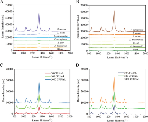 Figure 5 Comparison of the SERS spectra of interfering strains and S. aureus (A) and P. aeruginosa (B) detected by dual recognition SERS biosensors. The SERS spectra of S. aureus (C) and P. aeruginosa (D) in actual human urine samples were detected by dual recognition SERS biosensors.