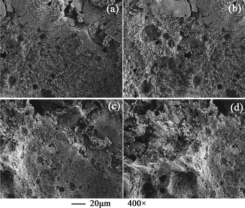 Figure 17. SEM images of 316L SS in the upward slug flow at UL = 0.637 m/s. UG (m/s): (a) 0.106; (b) 0.159; (c) 0.212; (d) 0.265.