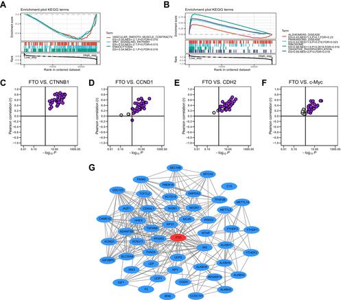 Figure 7 Gene set enrichment, correlation and PPI network analysis of FTO in pan-cancer. (A) The top 3 signaling pathways were enriched in the high FTO expression group in KEGG database. (B) The top 4 signaling pathways were enriched in the low FTO expression group in KEGG database. (C–F) FTO was positively associated with CTNNB1, CCND1, CDH2, and c-Myc in almost all cancers based on TCGA database. (G) PPI network view from STRING website showed the interaction network of FTO.