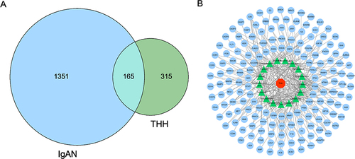 Figure 2 The network model of Tripterygium hypoglaucum (Lév.) Hutch in the treatment of IgA Nephropathy. (A) There are 165 common potential targets related to THH and IgAN. (B) The network model of vital active components and targets. The red polygons represent the THH, the green triangles represent the active components, the blue circles represent the targets, and the lines represent the interaction relationships.