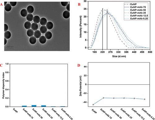 Figure 1. Characterization of EuNP and EuNP–mAb complexes. (A) TEM image of EuNP. (B) Size characterization of EuNP and EuNP–mAb complexes by dynamic light scattering. (C) PDI of EuNP and EuNP–mAb complexes. (D) Zeta potential of EuNP before and after coupling with mAb.