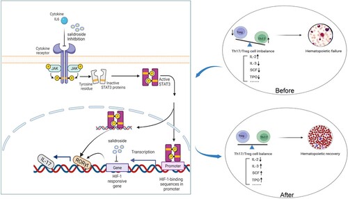 Figure 8. Mechanistic model for the multifactorial role of salidroside in modulating the Th17/Treg balance and improve hematopoiesis.