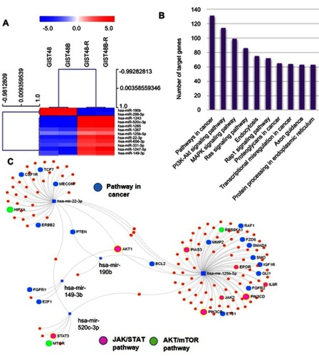 Figure 3 miRNAs profile .Notes: (A) miRNA hierarchical clustering. miRNAs identified as differentially expressed between BYL719-sensitive and -resistant GIST cell lines were selected as markers for unsupervised hierarchical clustering. (B) GO functional enrichment analysis of up- and downregulated miRNAs. (C) Main miRNAs involved in cancer (blue), AKT–mTOR (green) and JAK signaling cascades (pink) pathways.