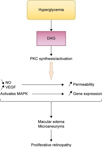 Figure 6 Schematic presentation of the contribution of PKC activation to the development of diabetic retinopathy.