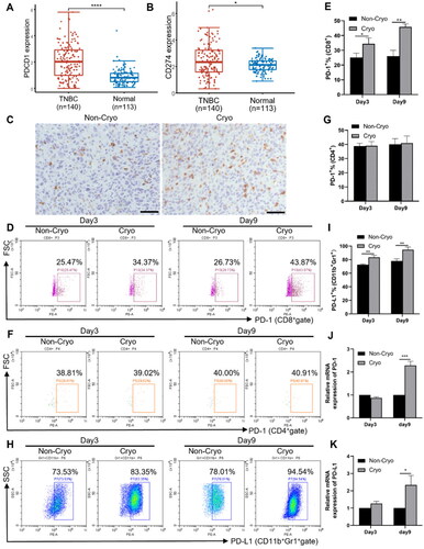 Figure 3. The expression of PD-1/PD-L1 in distant tumor tissues after Cryo treatment. A, The expression distribution of the PDCD1 gene (PD-1) in tumor tissues and corresponding normal tissues adjacent to the tumor. B, The expression distribution of the CD274 gene (PD-L1) in tumor tissues and corresponding normal tissues adjacent to the tumor. C, Paraffin sections of distant tumor tissues from the non-Cryo and Cryo groups were analyzed by IHC for PD-L1 expression. PD-L1 expression was significantly enhanced on Day 9 after Cryo treatment. Bars, 50 μm. D, Representative flow cytometric plots (Rfcp) of PD-1 expression levels on CD8+ T cells in distant tumor tissue on Day 3 and Day 9 after Cryo. E, Percentage of PD-1 expression on CD8+ T cells. F, Rfcp of PD-1 expression levels on CD4+ T cells. G, Percentage of PD-1 expression on CD4+ T cells. H, Rfcp of PD-L1 expression levels on CD11b+Gr1+ cells. I, Percentage of PD-L1 expression on CD11b+Gr1+ cells. J, Relative expression levels of PD-1 mRNA in distant tumor tissues. K, Relative expression levels of PD-L1 mRNA in distant tumor tissues. All results are representative of three independent experiments with five mice per group.