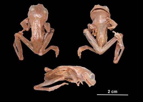 Figure 4. Dorsal, lateral and ventral views of the syntype of Hyla verrucigera (ZMB 16589). Photographs by Frank Tillack