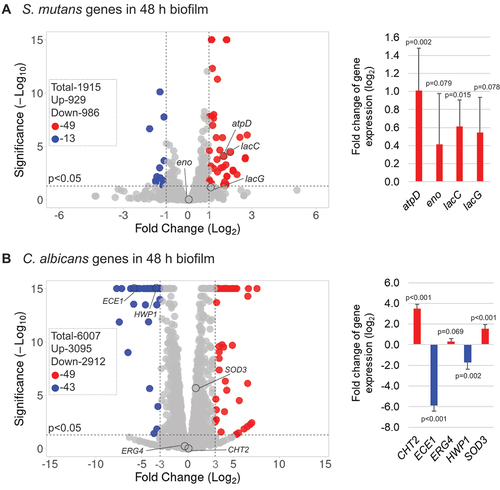 Figure 3. Comparison of transcriptomic profiling between duo-species biofilms with single-species biofilms (A) Volcano plots from transcriptome analysis of S. mutans in duo- (S. mutans + C. albicans) biofilm (48-h, 1% sucrose) compared to S. mutans in single-species biofilm. (B) C. albicans in duo-species biofilm (48-h, 1% sucrose) compared to C. albicans in single-species biofilm. Data represent three independent biological replicates of each condition. qRT-PCR validation results of selected genes are shown on the right side of each volcano plots.