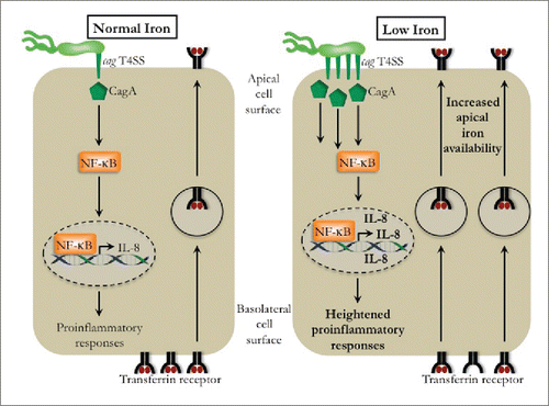 Figure 2. Enhanced formation and function of the cag type IV secretion system under conditions of iron depletion and its role in disruption of host cell iron homeostasis. H. pylori leads to proinflammatory responses, such as the induction of IL-8, and this response is mediated by translocation of CagA into gastric epithelial cells. Recent evidence has demonstrated that H. pylori can facilitate the mislocalization of the transferrin receptor from the basolateral surface to the apical surface in a CagA-dependent manner. Under conditions of iron deficiency, the formation and function of the cag type IV secretion system is augmented, leading to increased CagA translocation into gastric epithelial cells and increased proinflammatory responses, such as IL-8, and potentially increased access to host iron supplies through enhanced disruption and mislocalization of the transferrin receptor.