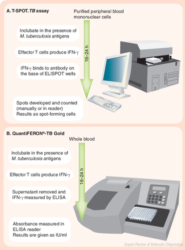 Figure 1. Commercially available region of difference 1-based IFN-γ assays for the detection of TB infection.Reproduced with permission from Citation[15] © 2005, Lippincott Williams & Wilkins (MD, USA).ELISA: Enzyme-linked immunosorbent assay; ELISPOT: Enzyme-linked immunospot assay; IFN: Interferon; IU: International units; TB: Tuberculosis.