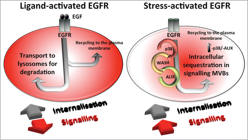Figure 1. Ligand-bound, ubiquitinated EGFR are activated and signal at the plasma membrane. Post-internalisation they undergo ESCRT-mediated sorting to ILVs of MVBs that separates them from non-ubiquitinated recycling receptors and promotes their lysosomal degradation. Stress-induced non-ubiquitinated EGFR are activated post-internalisation and sequestered on ILVs of a separate subtype of signaling MVBs by the action of p38, WASH complex and ESCRT/ALIX.