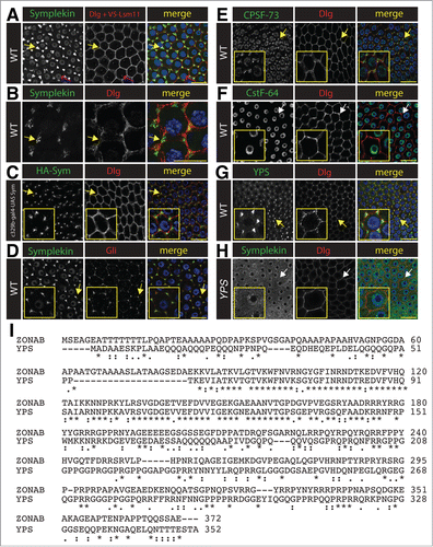 Figure 4 (See previous page). Symplekin localizes to the tri-cellular junction in stage 10B ovary follicle cells. (A–D). Projected confocal images of the localization of Symplekin in stage 10B ovarian follicle at the tricellular junctions. (A) A V5-tagged Lsm11 replacement strain that has a wild-type phenoptype.Citation37 Note that these cells are stained with anti-Dlg and anti-V5 antibodies in the same channel to simultaneously identify cell boundaries (yellow arrow) and V5-Lsm11 in the HLB (pink arrow). (B) Visualization of Symplekin and Discs large in wild type stage 10B ovarian follicle cells by structured illumination fluorescence microscopy. Note that Symplekin accumulates at the cell cortex where three cells come together (yellow arrow). (C) Follicle cells expressing HA tagged-Sym stained with anti-HA antibodies. (D) Wild type follicle cells stained with anti-Sym and anti-Gliotactin, a tricellular junction marker. (E–F). Localization of additional RNA processing factors in stage 10B ovarian follicle cells. Wild type follicle cells stained with anti-CPSF73 and anti-Dlg antibodies (E) or anti-CstF64 and anti-Dlg (F). Note that components of the cytoplasmic polyadenylation complex (Sym and CPSF-73) localize to the tri-cellular junction (yellow arrow), whereas CstF-64 does not (white arrow).(G–H). Projected confocal images representing the relationship between Sym and RNA binding protein yps in stage 10B ovarian follicle cells. Wild-type cells were stained with Yps and Dlg (G). Yps is enriched at the tricellular junctions (yellow arrow). ypsJM2/Df(3L)BK9 mutant cells were stained for Sym and Dlg (H). In the yps mutant Sym is diffuse in the cytoplasm. Yellow bars = 10 microns. Arrow indicates magnified cell shown in inset in panels C-H (yellow box) (I). Alignment (ClustalW2) of the amino sequences of human ZONAB and Drosophila yps.