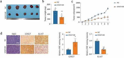 Figure 4. Overexpression of GNG7 inhibits tumorigenesis ability of LUAD cells in vivo (a-c) The in vivo effect of GNG7 was evaluated in xenograft mouse models bearing tumors originating from A549 cells via tumor volume and tumor weight; n = 5 per group. (d) Expression of GNG7 and Ki67 were detected through IHC staining between GNG7 overexpression and negative control groups in node mouse tumor tissues. **p < 0.005.***p < 0.0005