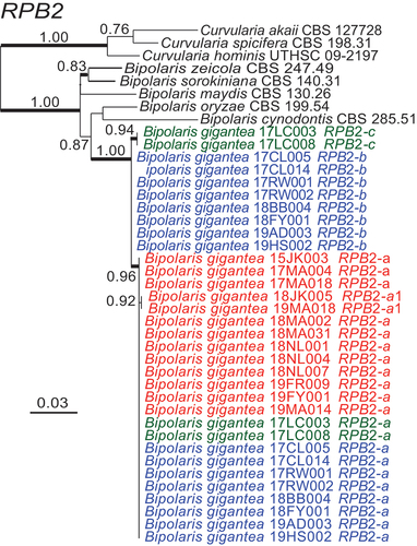 Figure 7. Maximum likelihood phylogeny inferred from RPB2 sequences grouped isolates into three distinct but closely related clades within Bipolaris. Haploid alleles grouped with allele a or a1 from heteroploids. Remaining alleles from heteroploids grouped into two clades. Blue text denotes alleles from heteroploid isolates with allele b. Green text represents heteroploid isolates with allele c. Red text represents haploid isolates. Branch support values at nodes are given by aLRT, and heavy lines indicate >98% Bayesian posterior probability. Scale bars are estimated substitutions/site. The partial RPB2 sequence alignment is provided in SUPPLEMENTARY FILE 4.