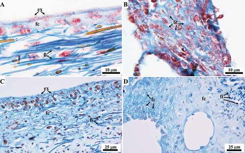 Figure 12. Sarcotragus spinosulus. LM photo-micrographs of histological sections showing the ECM collagen. (A, C). Ectosome, fibrillar collagen (fc) visible as a light blue fine homogeneous material. (B, D). ECM surrounding the aquiferous canals, fibrillar collagen (fc) visible as a light blue trabecular network. A-B Masson trichrome. C-D Azan-Mallory trichrome