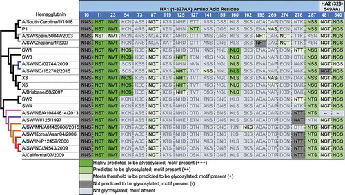 Figure 4. Differential putative glycosylation sites between the human seasonal-like sequences and the classical swine sequences. A representative unrooted phylogenetic tree displays the genetic relationships, as well as, the clade classification.