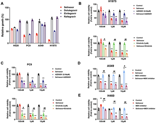 Figure 4 Effect of antiretroviral and selinexor treatment on cell viability analyzed by Cell Counting Kit-8 assay. (A) Effect of 20 uM single selinexor or antiretroviral treatments on cell viability in the H520, PC9, A549 and H1975 lung cancer cell lines, compared to the control. (B) Effect of single and combined selinexor plus osimertinib or erlotinib treatment on cell viability in the H1975 cell line, using different concentrations of selinexor. (C) Effect of single and combined selinexor plus osimertinib or erlotinib treatment on cell viability in the PC9 cell line, using different concentrations of selinexor. (D) Effect of single and combined selinexor plus MEK-inhibition treatment on cell viability in the A549 cell line, using different concentrations of selinexor. (E) Effect of single and combined selinexor plus MEK-inhibition treatment on cell viability in the H460 cell line, using different concentrations of selinexor. Data were analyzed using unpaired t-test comparisons. *P <0.05, **P <0.01, compared to control. #P <0.05, ##P <0.01, comparison between two groups marked with horizontal lines.