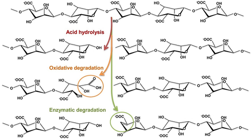 Figure 1. Different structures of alginate oligosaccharide produced by acid hydrolysis, oxidative degradation, and enzymatic hydrolysis [Citation31].