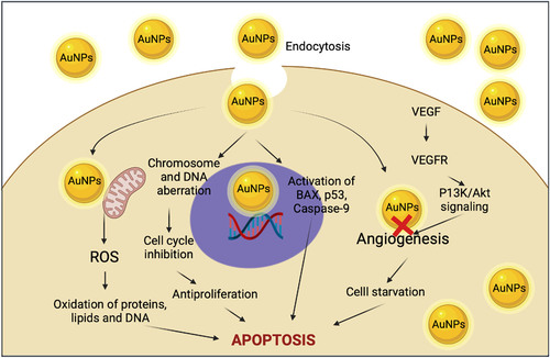 Figure 6. Mechanism of AuNPs as therapeutic.