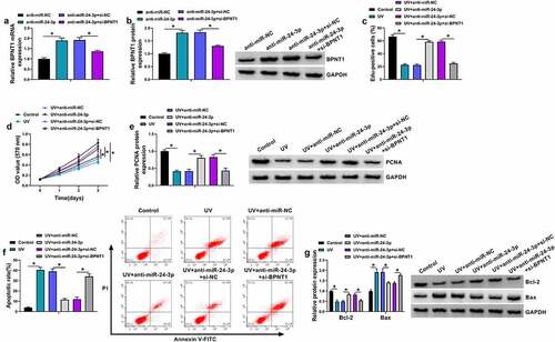 Figure 6. The effect of miR-24-3p depletion on UV irradiation-induced apoptosis was associated with BPNT1 in SRA01/04 cells. (a and b) The effects between miR-24-3p inhibitors and BPNT1 depletion on BPNT1 expression were determined by qRT-PCR and western blot analysis in SRA01/04 cells. (c-g) SRA01/04 cells were transfected with anti-miR-NC, anti-miR-24-3p, anti-miR-24-3p+si-NC or anti-miR-24-3p+si-BPNT1 after UV irradiation, with untreated SRA01/04 cells and UV irradiated-SRA01/04 cells as controls, and cell proliferation was determined by Edu and MTT assays (c and d), the protein expression of PCNA, Bcl-2 and Bax by western blot analysis (e and g), and cell apoptosis by flow cytometry analysis (f). *P < 0.05