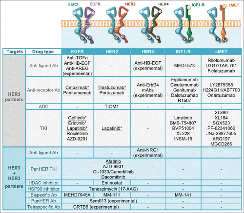 Figure 4. Drugs targeting HER3s interaction partners. Listed are the main protein partners of HER3. Clinically approved drugs targeting HER3 partners are underlined. Other than afatinib, no drug targeting both HER3 and a direct partner (lower part of the table) has so far been approved. Asterisks indicate drugs and resistance mechanisms that might involve HER3.