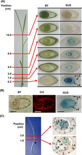 Fig. 6. Expression of OsEno3 during leaf development. Histochemical localization of GUS activity of transgenic rice seedling carrying OsEno3 promoter::GUS construct is shown.Notes: (A) Change in GUS activity during leaf development. Cross-sections of the seedling at different positions from the shoot base at the leaf stage of 4.5 are shown. (B) Comparison of GUS staining and chlorophyll fluorescence. Cross-section of the seedling at 1 cm from shoot base is shown. Scale bar, 1.0 mm. (C) GUS activity of an etiolated seedling. Rice plant was grown for 15 days under dark (left). An arrowhead indicates the node of the second leaf. Cross-section of the etiolated seedling (right). BF, bright field; Chl, chlorophyll fluorescence; GUS, GUS staining; LB, Leaf blade; LS, leaf sheath.