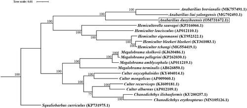 Figure 3. Phylogenetic tree of A. duoyiheensis and other 18 species based on the complete mitochondrial sequences. Squaliobarbus curriculus was set to be outgroup. The bootstrap values were marker near the nodes. Accession numbers for each species were shown after the name of the species. The A. duoyiheensis generated in this study (OM731672.1) was labeled in black outline.