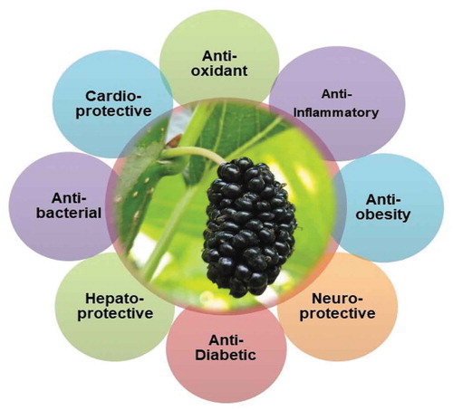 Figure 5. Schematic overview of biological activities of mulberry fruit
