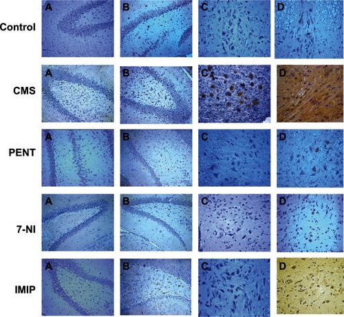 Figure 6 (A–D) Effects of chronic mild stress (CMS) and treatments with imipramine (IMIP), 7-nitroindazole (7-NI), and pentoxifylline (PENT) on indoleamine 2,3-dioxygenase (IDO) and tumor necrosis factor (TNF)-α immunohistochemical staining of hippocampus and raphe nuclei in comparison to control group (n = 5/group). (A) hippocampus proper stained with IDO × 200; (B) hippocampus proper stained with TNF-α × 200; (C) raphe nuclei stained with IDO × 400; (D) raphe nuclei stained with TNF-α × 400.