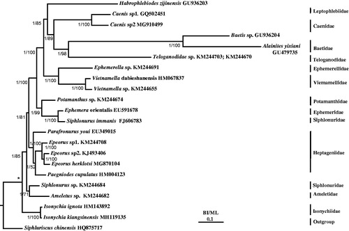 Figure 1. Phylogenetic tree of the relationships among 22 species of Ephemeroptera, including Isonychia kiangsinensis based on the nucleotide dataset of the 13 mitochondrial protein-coding genes. Numbers above branches specify posterior probabilities as determined from BI (left) and bootstrap percentages from ML (right). The GenBank accession numbers of all species are also shown.
