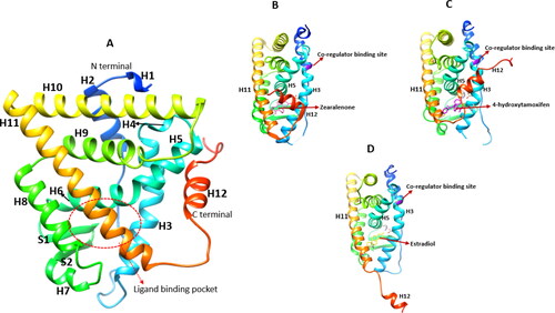 Figure 3. X-ray crystallography structures of the ERα ligand binding domain (LBD). (A) The LBD encompasses helices: H1-H12. The ligand binding pocket is comprised of H3, H6, H8, H11 and H2, PDB ID: 3ert. (B) ERα LBD complexed with zearalenone in the active/closed conformation, PDB ID: 5krc. (C) ERα LBD complexed with 4-hydroxytamoxifen in the inactive/open conformation, PDB ID: 3ert. (D) The apo form of ERα LBD complexed with 17β-estradiol, PDB ID: IA52.