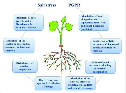 Figure 3. Schematic illustration of the main effects of plant growth-promoting rhizobacteria (PGPR) on the growth and stress tolerance of plants. The root-colonizing PGPR strain stimulates root growth, nutrient uptake and nodule formation through supplying additional phytohormones, mobilizes minerals and alleviates the adverse effects of oxidative stress. IAA: indole-3 acetic acid, ROS: reactive oxygen species.