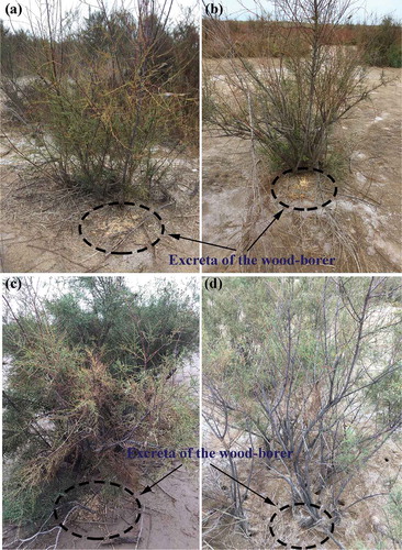 Photo 1.2 The growth and health of the foundation plant species (Tamarix chinensis) is heavily disturbed by an insect herbivore (Zeuzera leuconotum Butler), which mainly tunnels and consumes the stem of the plant in its larval stage, in particular with the young stem