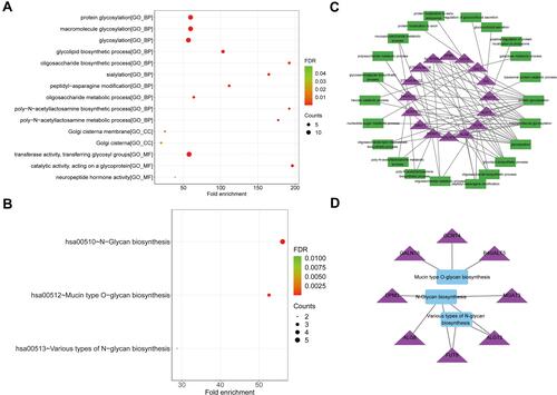 Figure 5 Functional analysis of 15 prognostic genes. (A) The dotplot of top 10 BP and all CC and MF terms by GO analysis. (B) The dotplot of KEGG pathway. (C) The network diagram between glycosylation-related BP terms and prognostic genes. (D) The network diagram between KEGG pathways and prognostic genes. The larger the circle, the more genes it contained; conversely, the smaller the circle, the fewer genes it contained. The color of the circle is correlated with the FDR-value. The smaller the FDR-value is, the closer it is to the red value. The larger the FDR-value is, the closer it is to the blue green.