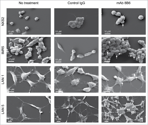 Figure 3. Morphological changes induced by mAb 8B6. Analysis by scanning electron microscopy showed morphological changes in neuroblastoma cells treated with mAb 8B6. NXS2, IMR5, LAN1, and LAN5 neuroblastoma cells were incubated with either control antibody or mAb 8B6 at 37°C for 30 minutes. Electron micrographs were then taken. Membrane pores were seen in all studied neuroblastoma cells treated with mAb 8B6 displayed pores. Similar results were observed in three independent experiments. Membrane lesions are indicated with white arrows. Horizontal rods correspond to the scale bar, as indicated.