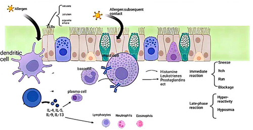 Figure 1 Pathogenesis of allergic rhinitis. Created with Biorender.com.