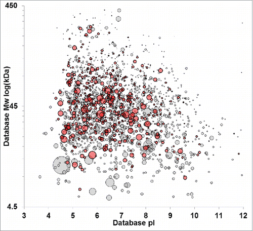 Figure 4. Virtual 2D-PAGE comparing HCPs identified in the null cell immunogen without ELISA coverage (gray) with HCPs that have unambiguous immunoreactivity with the anti-HCP reagent (red) as assessed by unique affinity-purification MS identification relative to negative controls. Proteins recognized by the ELISA reagent span the molecular weight and pI range. Spot size is scaled relative to protein abundance in the immunogen according to Mascot emPAI statistic.