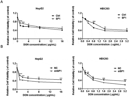 Figure 5. SF1 weakens the cytotoxic effect of DON in cell proliferation. (A) HepG2 and HEK293 cells were first transfected with 2 μg SF1 for 24 h and then treated with 2 μg/mL or 400 ng/mL DON for 48 h, respectively. Subsequently, the cell viability of both cells with the overexpression of SF1 was measured using the MTT assay. (B) SF1-knockdown HepG2 cells was treated with 2 μg/mL DON for 48 h. The HEK293 cells were first transfected with 20 nM negative control or SF1 siRNA for 24 h and then treated with 400 ng/mL DON for 48 h. The cell viability of HepG2 and HEK293 cells after exposure to different concentrations of DON was measured using the MTT assay. The data (mean values ± standard deviations of five separate experiments) are presented as the fold-change with respect to the control group. Significant differences from the positive control and control groups are indicated by *P < 0.05, **P < 0.01 and ***P < 0.001.