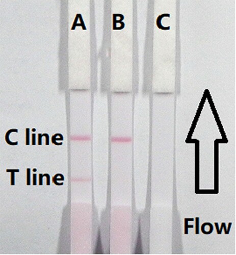 Figure 4. The illustration of strip test results. (A) The sample is negative; (B) if only the C line appears indicates a positive result; (C) invalid result if the control and test line does not appears. C = control line. T = test line.