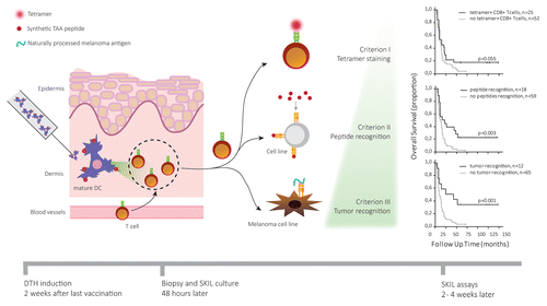 Figure 1. Analysis of skin-infiltrating lymphocytes allows for early prediction of clinical responses in cancer patients treated with immunotherapy. Dendritic cells (DCs) generated, activated, and loaded with tumor-associated antigens (TAAs) ex vivo were injected in the dermis of melanoma patients 1 to 2 wk after vaccination. The resulting delayed type hypersensitivity (DTH) reaction promotes the migration of TAA-specific T cells into the skin, which were isolated via punch biopsy 48 h after injection. Isolated skin-infiltrating lymphocytes (SKILs) were expanded and tested for cancer-specificity using tetramer staining (criterion 1). Patients whose SKIL cultures contained antigen-specific CD8+ T cells showed a survival benefit over patients not fulfilling this criterion. Additionally, the specific recognition of TAA-derived peptides by SKILs (criterion II) was measured in terms of cytotoxic activity or secretion of TH1 cytokines, such as interleukin (IL)-2, tumor necrosis factor α (TNFα) and interferon γ (IFNγ), coupled to the release of no TH2 cytokines (i.e., IL-4, IL-5, IL-13). Finally, the ability of SKILs to specifically recognize TAAs naturally processed and presented by a melanoma cell line (criterion III) was assessed. Combining criterion 2 and 3 to criterion 1 further increased the predictive value of our assay.