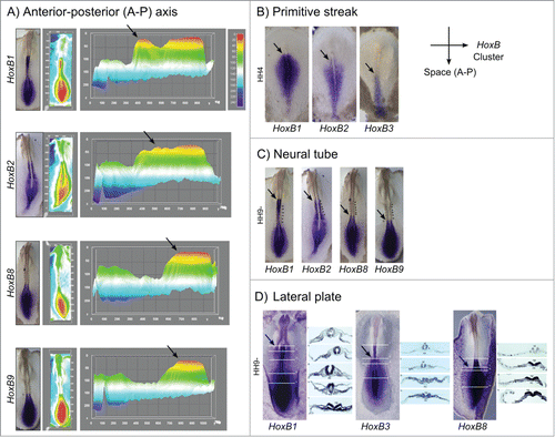 Figure 8. Spatial collinearity of HoxB cluster gene expression evidenced by in situ hybridization. (A) Heatmap surface plots of HH9- embryos evidencing progressively posterior peaks of expression (arrows) of HoxB genes positioned along the genomic cluster. (B) Spatial collinearity of early HoxB gene expression along the primitive streak of gastrulating embryos (HH4). Spatial collinearity is also observed in specific tissues of somitogenesis-staged embryos (HH9-), namely along the neural tube (C) and in the lateral plate mesoderm (D). Arrows indicate rostral limit of expression. lpm – lateral plate mesoderm; nc – notochord; np – neural plate; nt – neural tube; s – somite; psm – presomitic mesoderm.