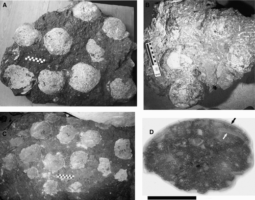 FIGURE 2 Three Dictyoolithus hongpoensis clutches and a partial egg from the Lishui Basin, Zhejiang Province, China. A, LSM F008b, a clutch containing at least 12 eggs; B, ZMNH M8708-3, a clutch containing 6 or more eggs; C, LSM F008a, a clutch of at least 18 eggs; D, FPDM 7744, a partial egg, black arrow points to thin shell on the egg surface, white arrow indicates unweathered eggshell contained within the matrix that fills the egg; scales bars equal 10 cm.