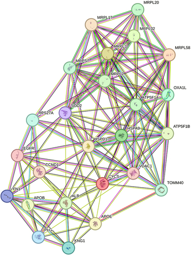Figure 8 Protein-protein interaction network of the top 25 differentially expressed proteins with the highest connectivity degree.