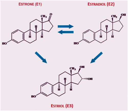 Figure 2. Transformation of various estrogen typesCitation40,Citation41.