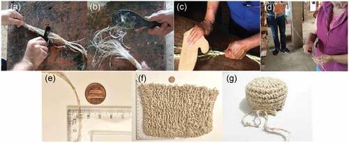 Figure 3. Carding and Spinning process: (a) Carding; (b) Combing fibers; (c and d) Spinning; (e) Fiber length; (f) Weaved textile sample; (g) Weaved close-up sample; and (h) Cannabis sativa L. spun fiber sample.